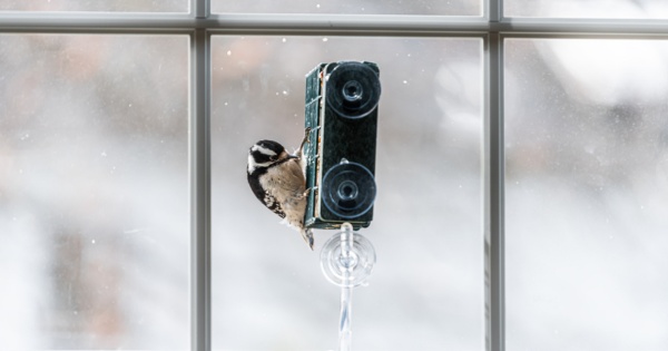 Convert your conservatory to get the most out of bird watching 2